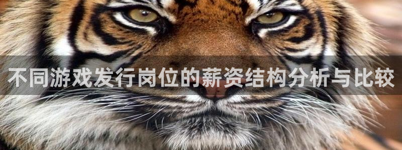 pp电子电子商务有限公司怎么样：不同游戏发行岗位的薪资结构分析与比较